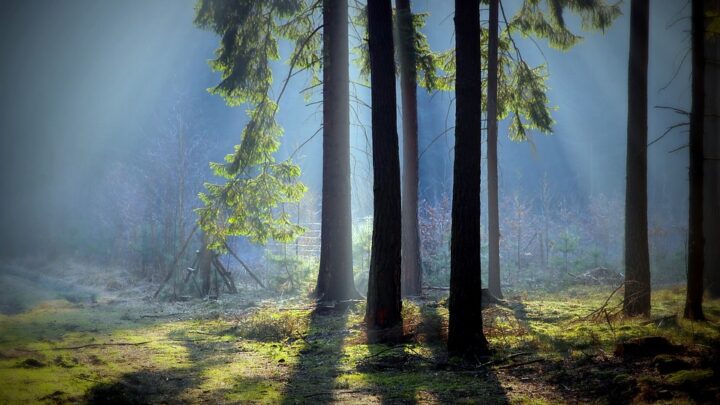 Holzarten für Gartenhäuser: Eine umfassende Übersicht