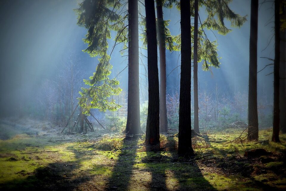 Holzarten für Gartenhäuser: Eine umfassende Übersicht