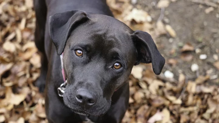 Anregungen und Tipps zur perfekten Einrichtung der gemütlichen Hundehütte